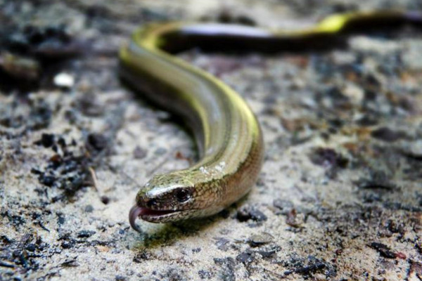 Orvet fragile (Anguis fragilis) © Stanislas Wroza